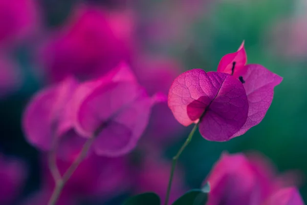 Blühende Bougainvillea Von Heller Farbe — Stockfoto