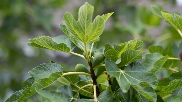 Fig Fruit Tree Ripening Fruits Branch — Fotografia de Stock