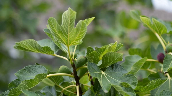 Fig Fruit Tree Ripening Fruits Branch — Fotografia de Stock