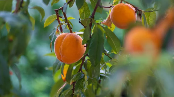 Pfirsichbaum Mit Reifen Früchten Auf Einem Zweig Heimischen Garten — Stockfoto