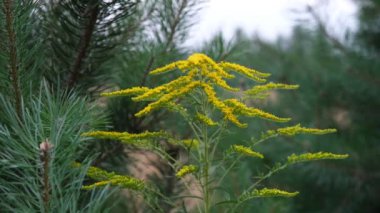 Solidago - yabani çiçekler, ayrıca altın çubuk olarak da bilinir.