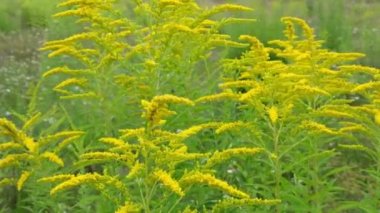 Solidago - yabani çiçekler, ayrıca altın çubuk olarak da bilinir.