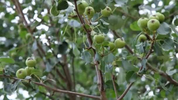 Gröna Omogna Päron Trädgrenar Sommartid Päronträd Med Frukter Närbild Färska — Stockvideo