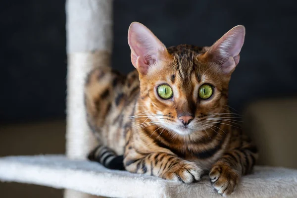 Portret Bengalskiego Kota Zbliżenie Kot Wnętrzu Domu Koncepcja Zwierząt Stylu — Zdjęcie stockowe