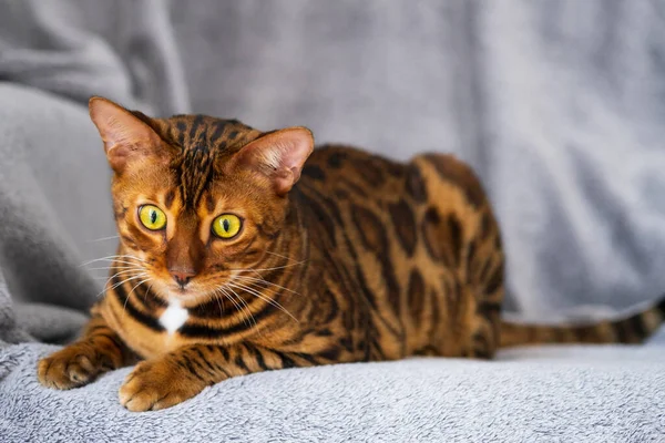 Portret Słodkiego Bengalskiego Kotka Kot Wnętrzu Domu Koncepcja Zwierząt Stylu — Zdjęcie stockowe