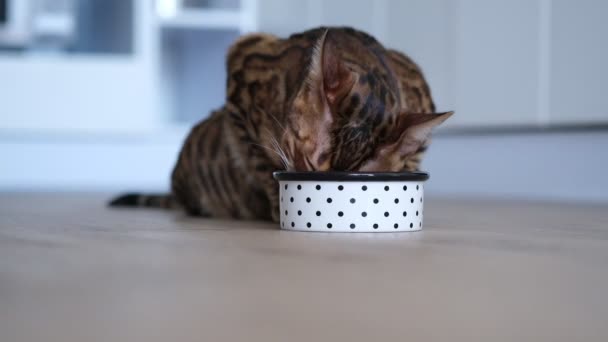 美しいベンガル猫はボウルから食べ物を食べる — ストック動画
