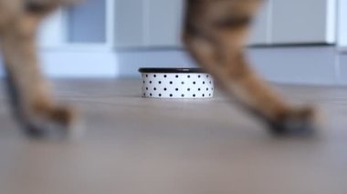 Güzel Bengal kedisi kaseden yemek yer. Evde, evin içinde, yerde kedi yiyor.