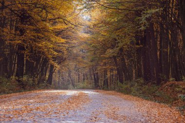 Sonbahar yaprak döken orman. Sonbahar ormanında yol. Ağaçlardan düşen sarı yapraklar. Mevsimler