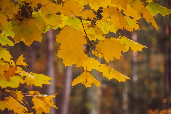 Hojas Amarillas Arce Cerca Bosque Otoño — Foto de Stock