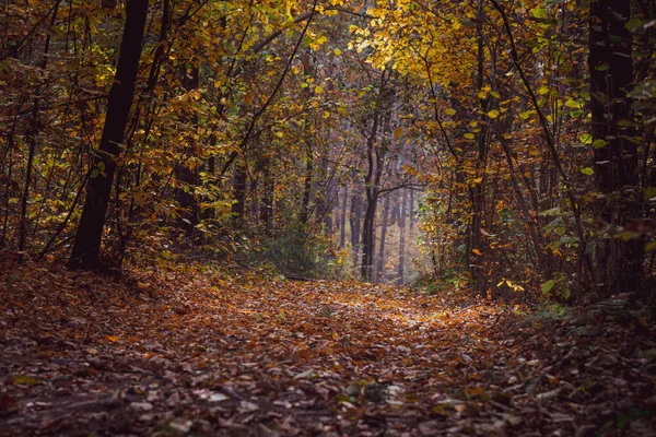 Forêt Caduque Automne Forêt Automne Avec Les Arbres Jaunes Par — Photo