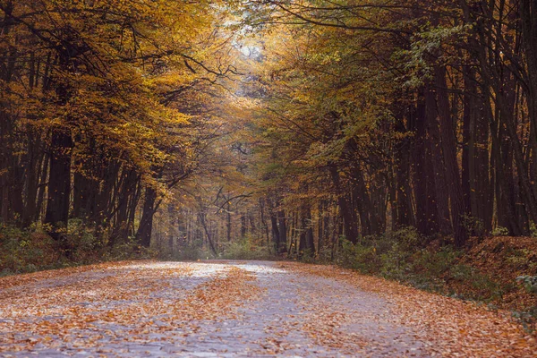 Floresta Decídua Outono Estrada Floresta Outono Folhas Amarelas Caindo Das — Fotografia de Stock