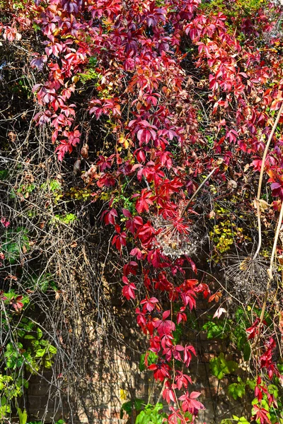 秋の季節の野生ブドウの紅葉 — ストック写真