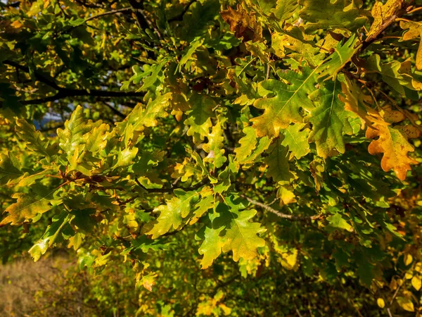 Las Hojas Amarillas Verdes Roble Sobre Árbol Otoño Crimea — Foto de Stock