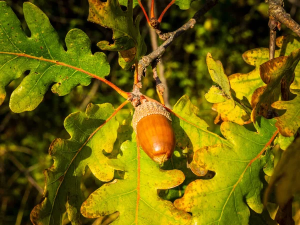 Zbliżenie Dębowych Owoców Liści Tle Lasu Czas Jesieni — Zdjęcie stockowe