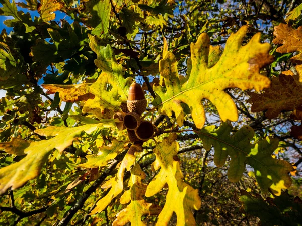 Brown acorns on an oak tree branch in a forest.Seasons, Autumn time