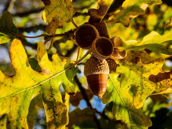 Gros Plan Fruits Feuilles Chêne Sur Fond Forêt Heure Automne — Photo