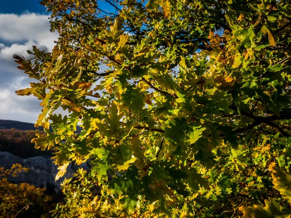 克里米亚秋天 黄绿色的橡树叶落在一棵树上 — 图库照片