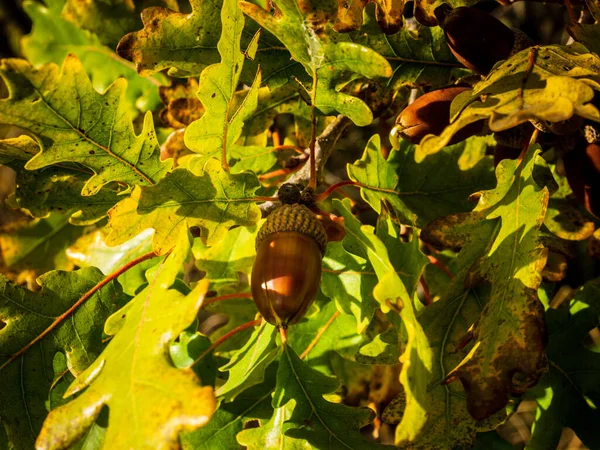 Gros Plan Fruits Feuilles Chêne Sur Fond Forêt Heure Automne — Photo