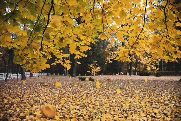 カエデの黄色の葉を閉じます 秋の森 — ストック写真