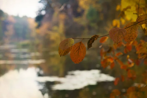 Jesienny Sezon Leśny Staw Mały Staw Jesiennym Lesie — Zdjęcie stockowe