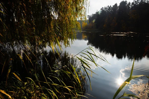 Mały Staw Jesiennym Lesie — Zdjęcie stockowe