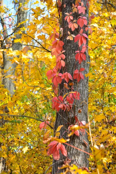 木の幹 秋の季節に野生のブドウの赤葉 — ストック写真