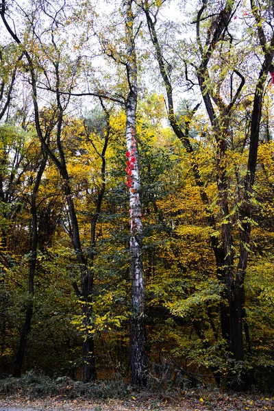 Red Leaves Wild Grapes Tree Trunk Autumn Season — Stock Photo, Image