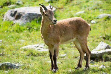 Capra caucasica, beyaz Milli Parkı