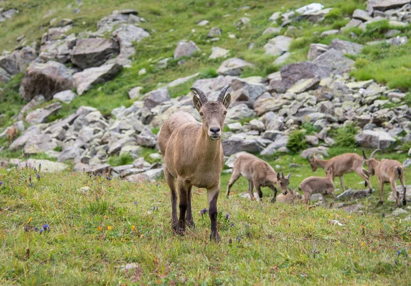 Capra caucasica, Kaukasisk nationalpark - Stock-foto