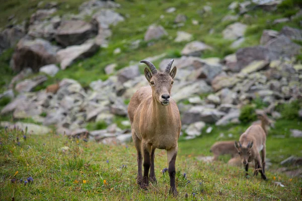 Capra caucasica, kaukasiska nationalpark — Stockfoto