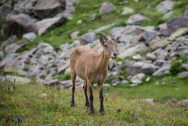 Capra caucasica, kaukasiska nationalpark — Stockfoto
