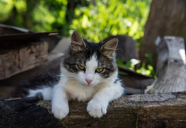 Roztomilá kočka — Stock fotografie