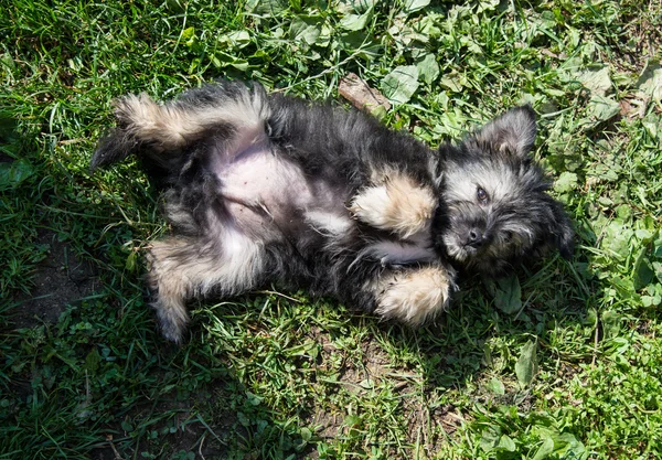 Perro pequeño — Foto de Stock