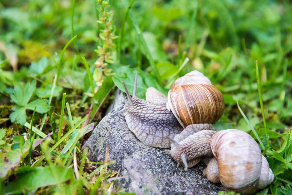 Slakken — Stockfoto