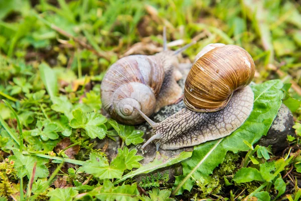 Slakken — Stockfoto