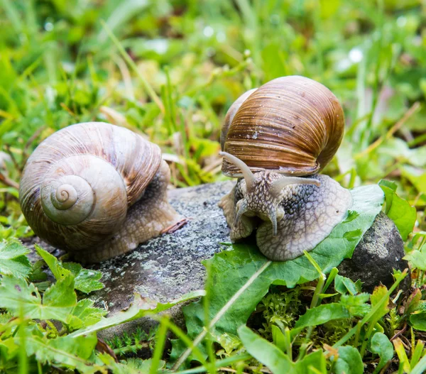 Slakken — Stockfoto