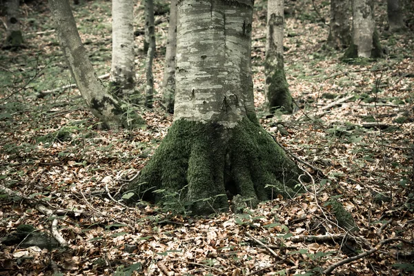 Dřevité bukové dřevo — Stock fotografie