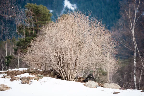 Paisagem inverno — Fotografia de Stock