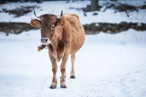 Caucasian calf — Stock Photo, Image