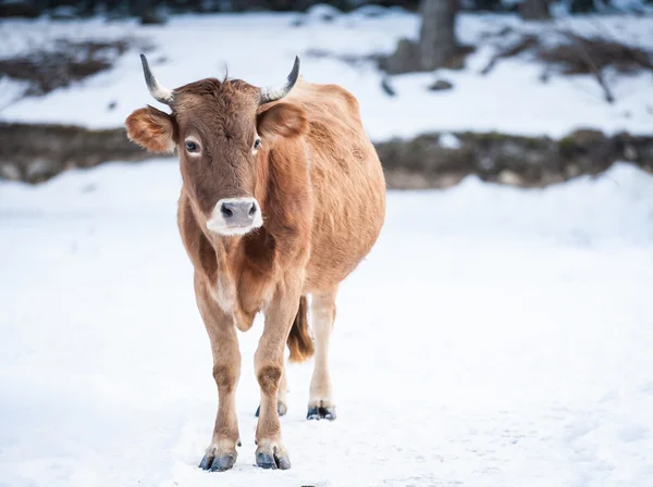 Kaukasisches Kalb — Stockfoto