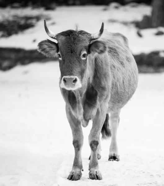 Caucasian calf — Stock Photo, Image