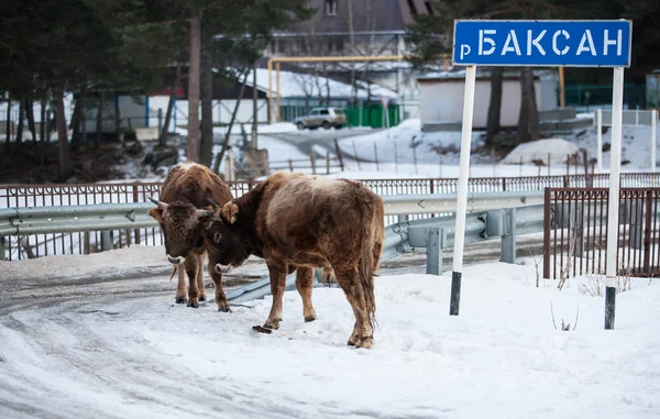 Kalvar — Stockfoto