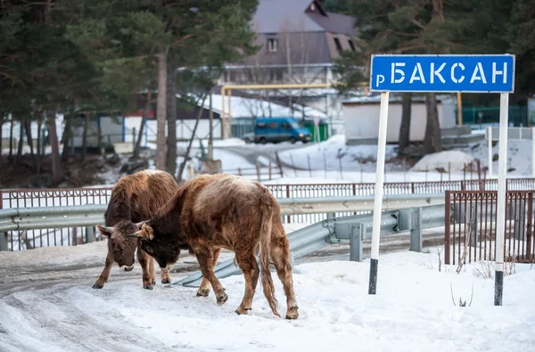 Kalvar — Stockfoto