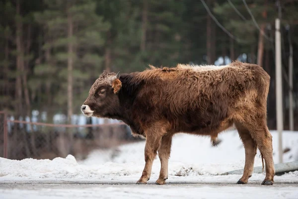 Kaukasisches Kalb — Stockfoto