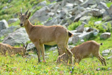 The West Caucasian tur