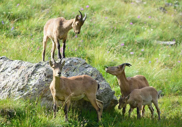 Den västra kaukasiska tur — Stockfoto