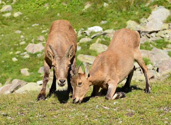 Den västra kaukasiska tur — Stockfoto