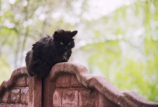 Gato sentado em uma cerca — Fotografia de Stock