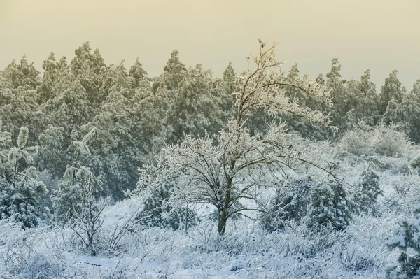 Vinter — Stockfoto