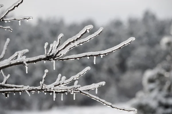 Wintermorgen — Stockfoto